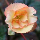 Foltz plant