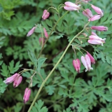 Foltz plant