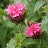 Foltz plant