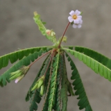 Foltz plant