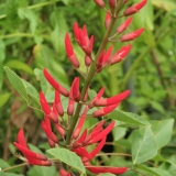Foltz plant