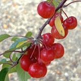 Foltz plant