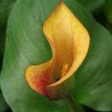 Foltz plant