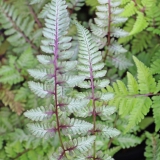 Foltz plant