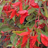 Foltz plant