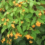 Foltz plant