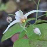Foltz plant