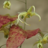 Foltz plant