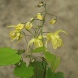 Foltz plant