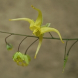Foltz plant