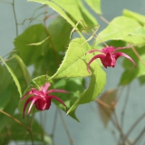 Foltz plant