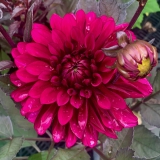 Foltz plant