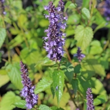 Foltz plant