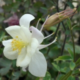 Foltz plant