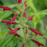 Foltz plant
