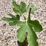 Foltz plant