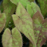 Foltz plant