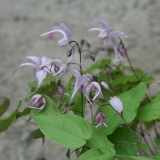 Foltz plant