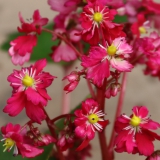 Foltz plant