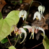 Foltz plant