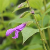 Foltz plant