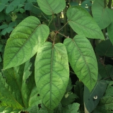 Foltz plant