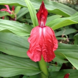 Foltz plant