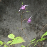 Foltz plant