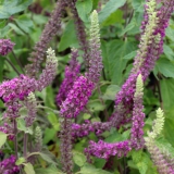 Foltz plant