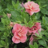 Foltz plant