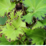 Foltz plant