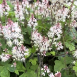 Foltz plant