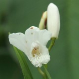 Foltz plant