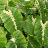Foltz plant