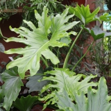 Foltz plant