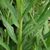 Foltz plant