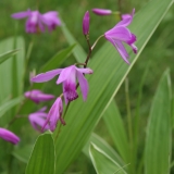 Foltz plant