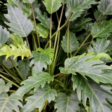 Foltz plant