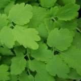 Foltz plant