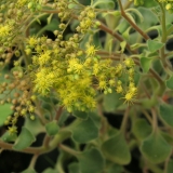 Foltz plant