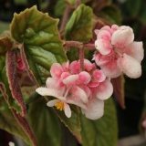 Foltz plant