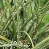 Foltz plant