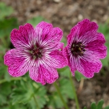 Foltz plant