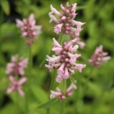 Foltz plant