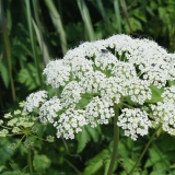 Foltz plant