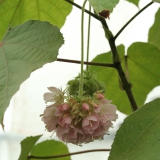 Foltz plant