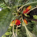 Foltz plant