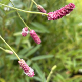 Foltz plant