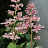 Foltz plant
