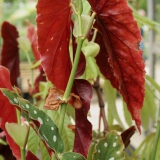 Foltz plant